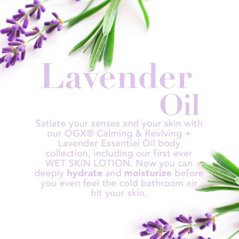 ZOMORAD OGX Lavender Luminescent Platinum Shampoo 04